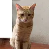 meowmie.0
