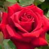 md.motaleb553
