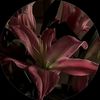orroov