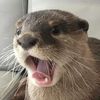 otterdafotter