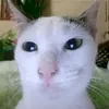 biackmac