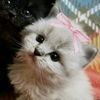 nindyy_akak