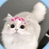 shakirapk009