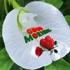 rohitemell