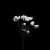 haazeqa_1