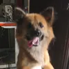voyeucuajack1997