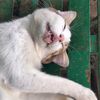 kucing_meongsss