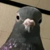 obizeel