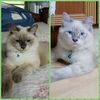 nur.shakela.shake