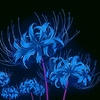 blue_spider_lily1000