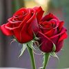 user586701947124