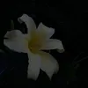 st4r_hanano