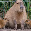 capybarabossman2
