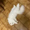 emillyfuzetti