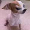 raihcst