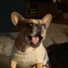 walterbluetheredfrenchie