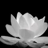 lng.l.nhn.anh.hnh