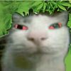 lolardocataso