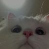 yu_vju_8