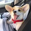 Pet supplies