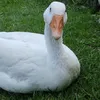 gienekasiaanetka