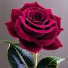 junayid646