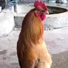 mithafuckka919