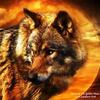 wolf8656817974178