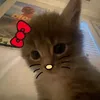 xo_lea1