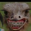 chamstewuart