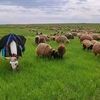 ahmad.abdalmajeed7