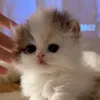 ngx_kitten43