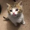 Feral.to.Fabulous