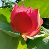 to.thanh.cng