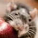 ratatfagis