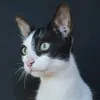 1gatopanda