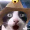 un gatito