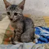 panggilajabill