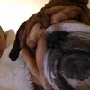 bigbabybuddy