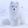 lil_fox062612