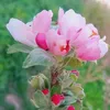 muhannad.alkalabi