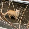 orangekittyillusion