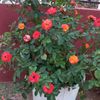 user9566197603626