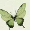 nyctogna