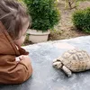 dinoawazabdi