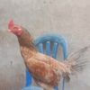 hari.juwanda
