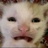 cuddle_muffin27980