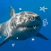 sharkie_dotcom.com