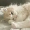 jeoung_linhh