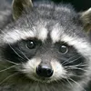 sarov_raccoon
